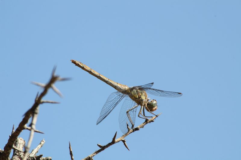 Sympetrum fonscolombii femmina & maschio?